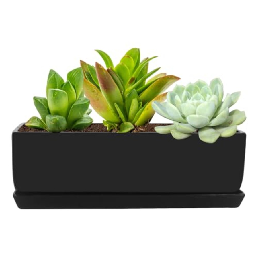 Rectangular Modern Minimalist  - đánh giá và giá Succulent Planter Pot