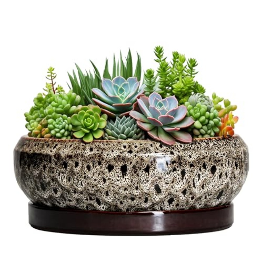 Succulent Pots - Ceramic Bonsa - đánh giá và giá Succulent Planter Pot