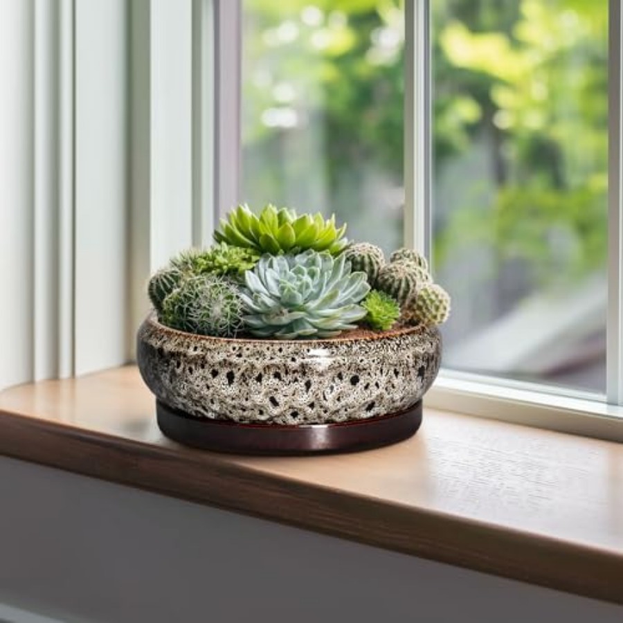 Succulent Pots - Ceramic Bonsa - đánh giá và giá Succulent Planter Pot