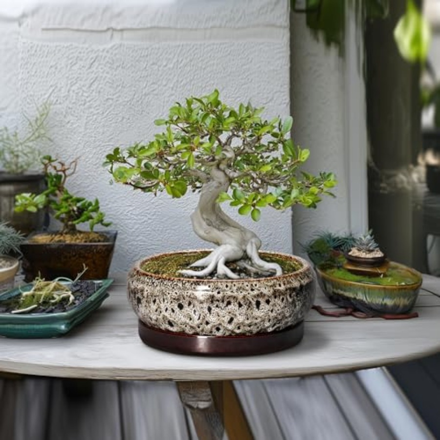 Succulent Pots - Ceramic Bonsa - đánh giá và giá Succulent Planter Pot