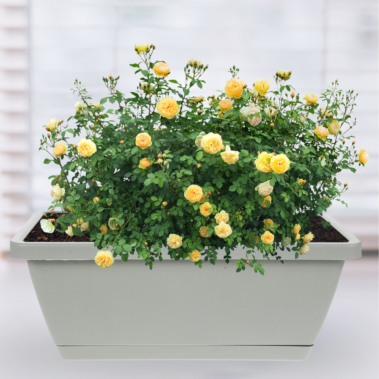 4Pcs Plastic Window Box Plante - đánh giá và giá Succulent Planter Pot
