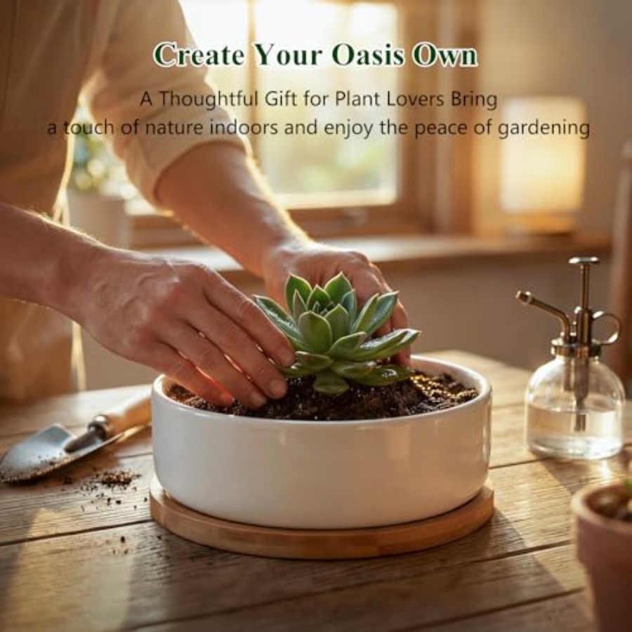 Succulent Pots6 ch Succulent P - đánh giá và giá Succulent Planter Pot